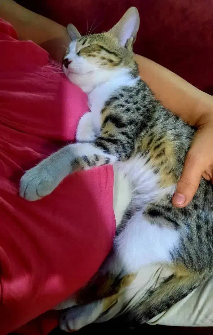 گمشده|گربه|دزفول, |دیوار