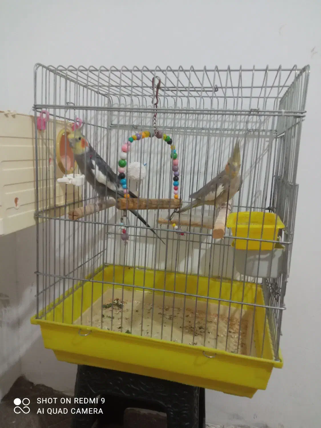 جفت عروس هلندی دستباز و سخنگو|پرنده|سقز, |دیوار