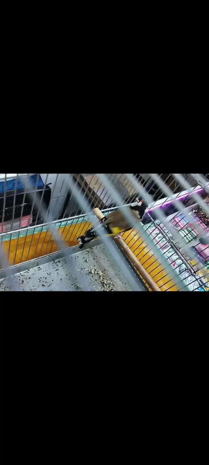 سهره ۲ خال حلب|پرنده|تهران, تولید دارو|دیوار