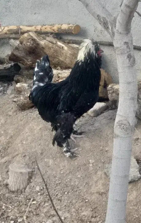 ۲ عدد خروس سلطان|حیوانات مزرعه|یزد, |دیوار