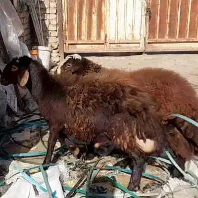 بره|حیوانات مزرعه|کاشان, دشت لتحر|دیوار