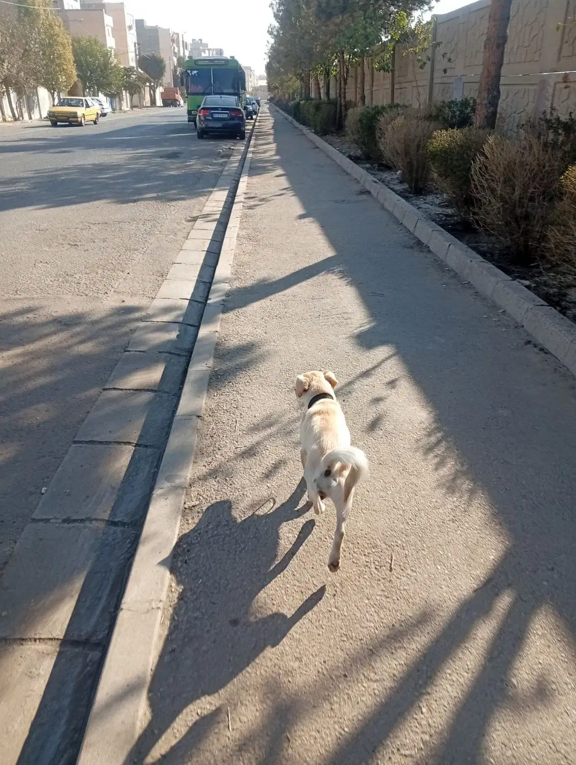 شیتزو واگذاری|سگ|کرج, دهقان ویلا|دیوار