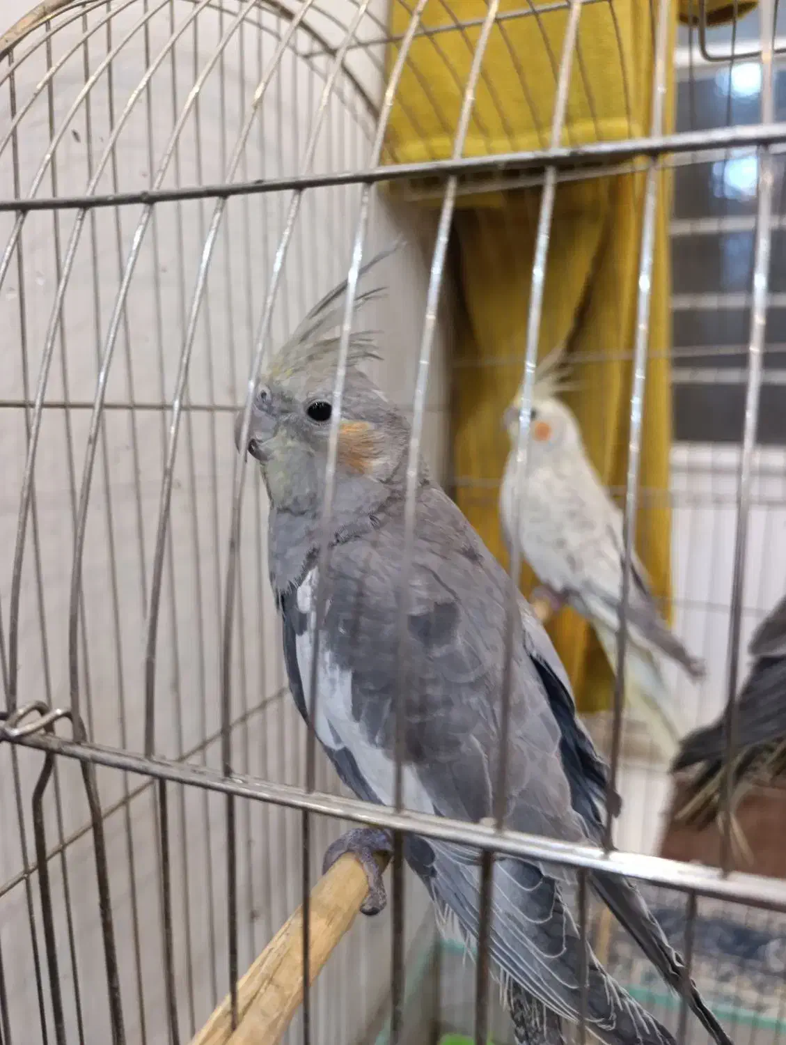 عروس هلندی|پرنده|شیراز, کوشک میدان|دیوار