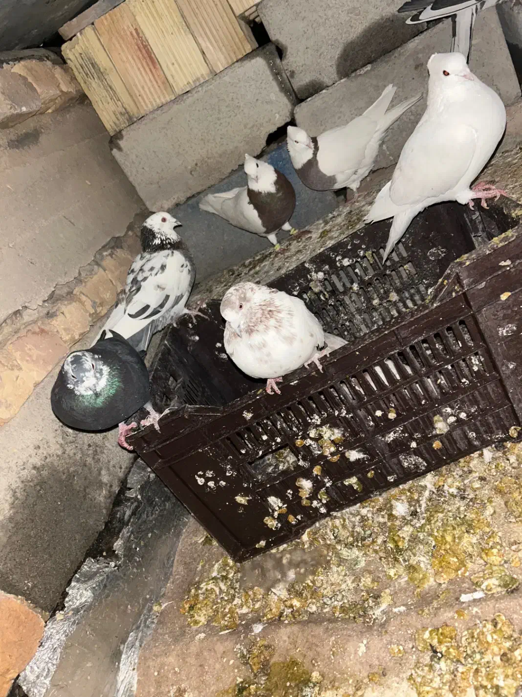 چند عدد کبوتر|پرنده|لردگان, |دیوار