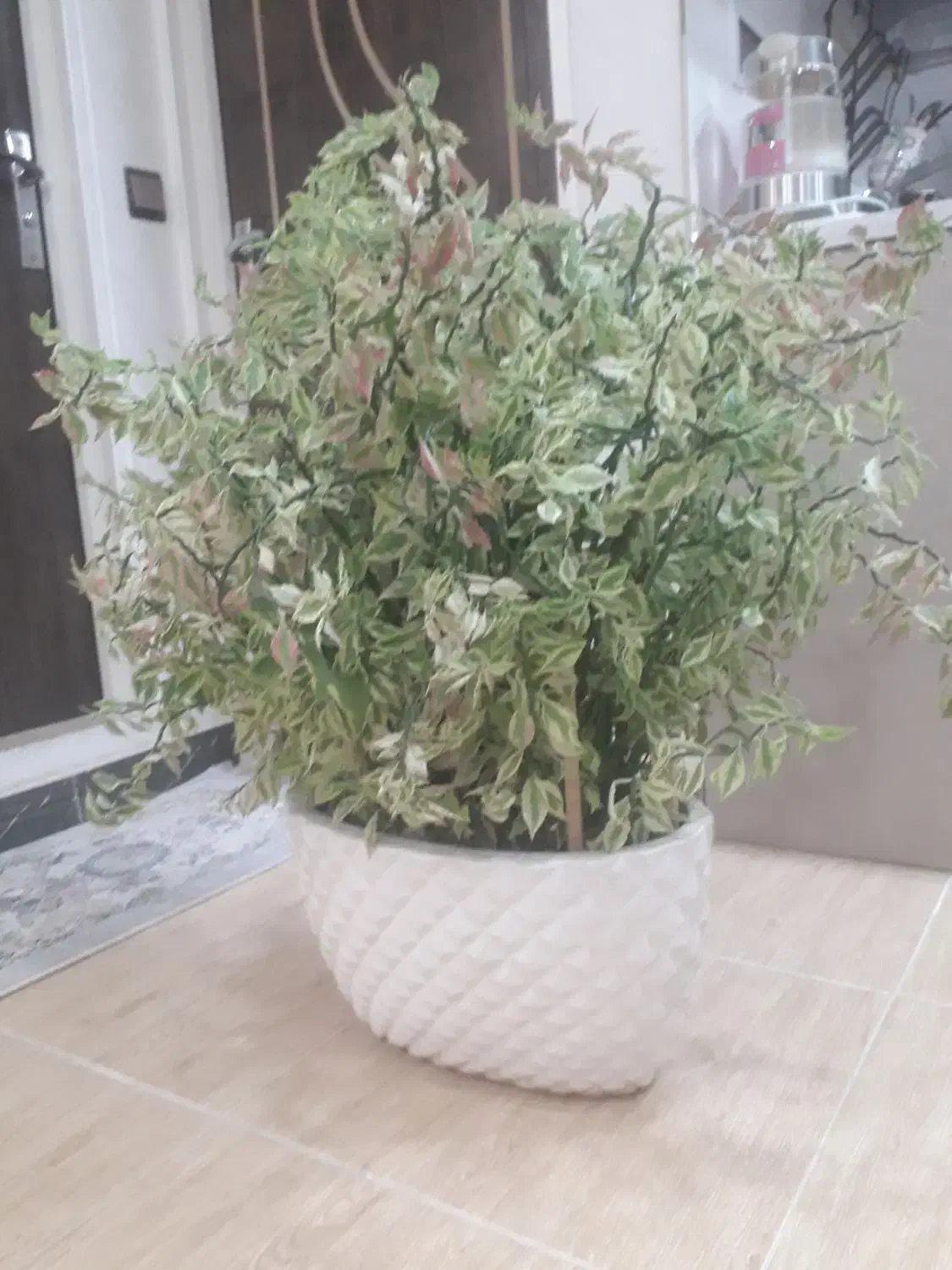 گل طبیعی|گل و گیاه طبیعی|تهران, هفده شهریور|دیوار