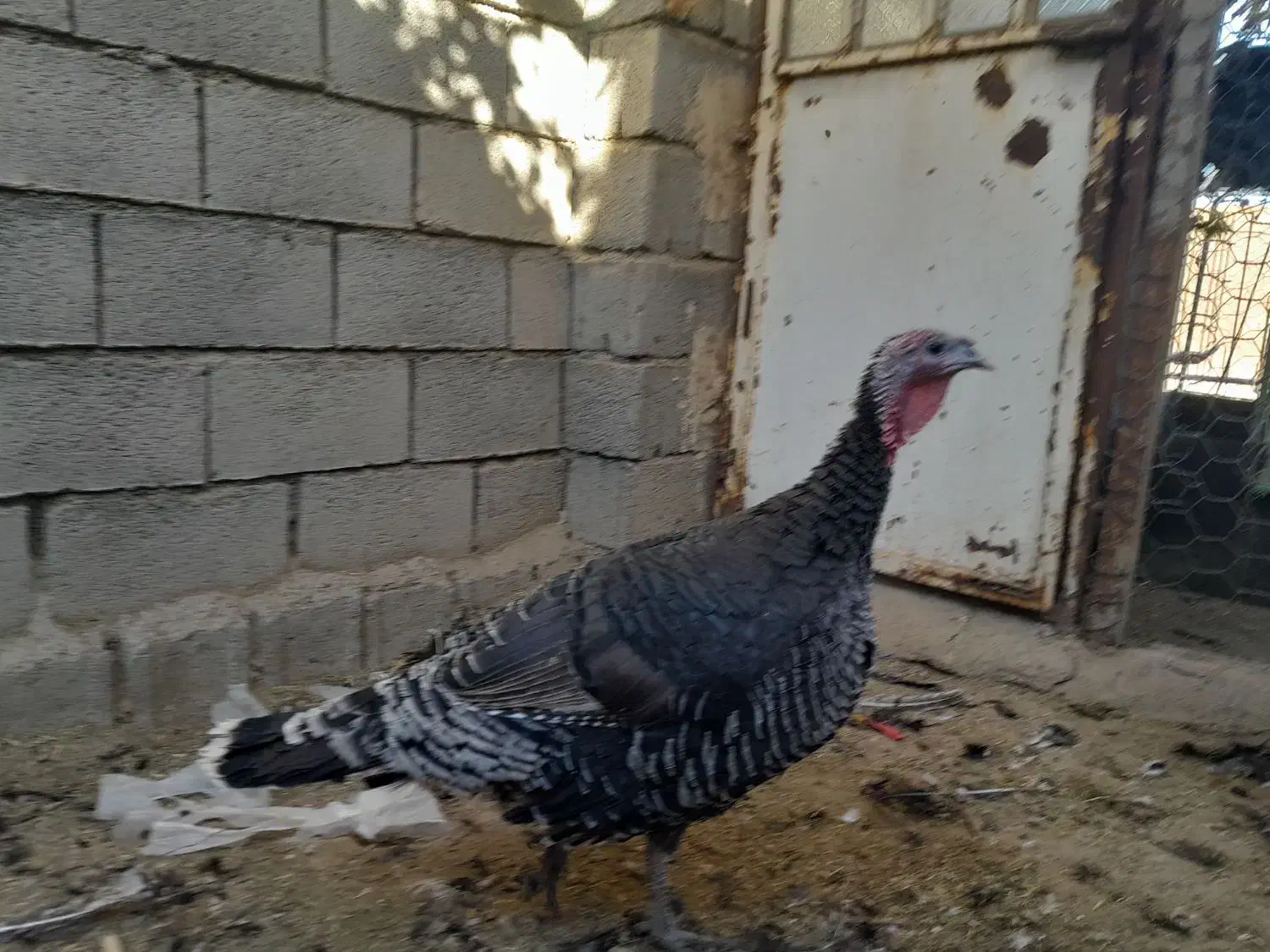 بوقلمون نرو ماده  ۸ ماهه|حیوانات مزرعه|جغتای, |دیوار