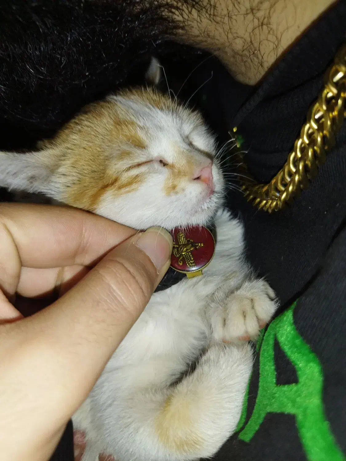 گمشده|حیوانات|شیراز, فرهنگ شهر|دیوار