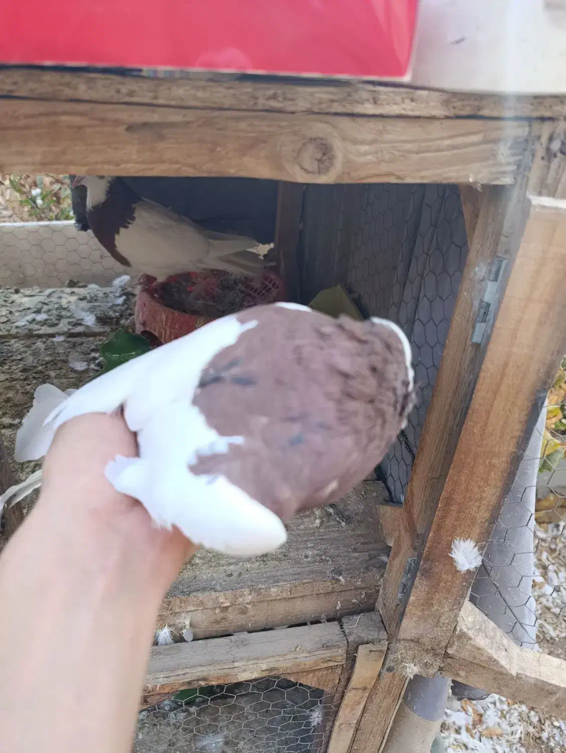 جفت طوقی سرخ|پرنده|اردکان, |دیوار