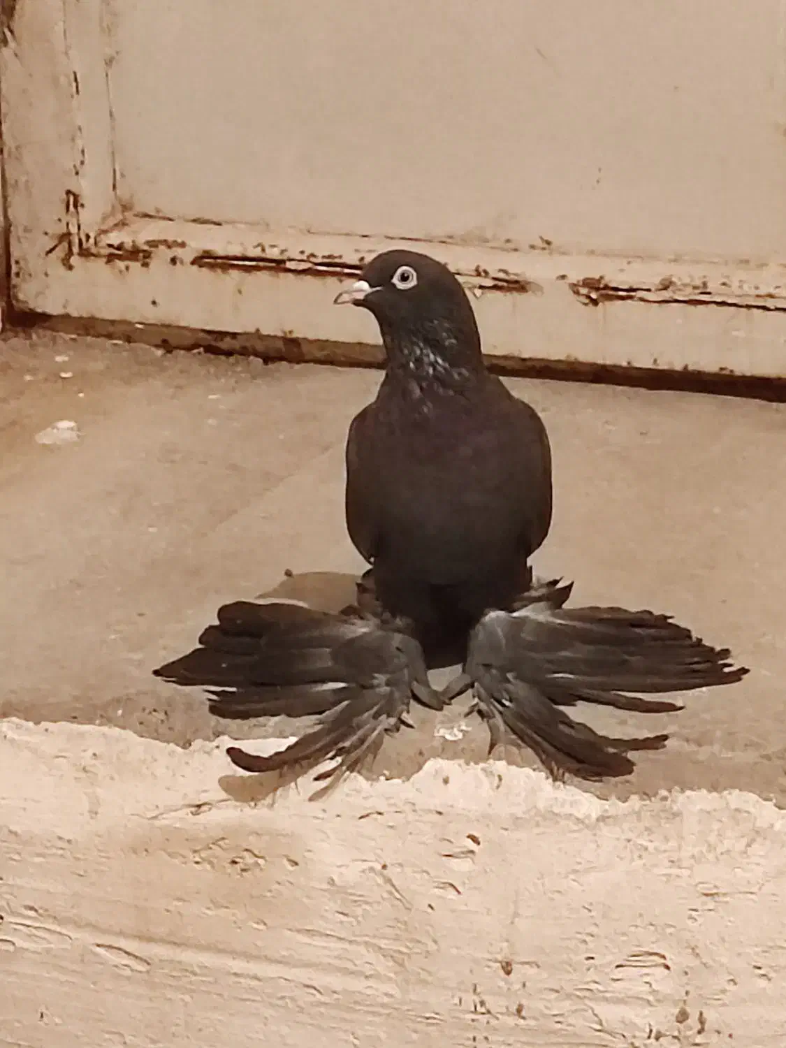 قره مایه اویناخ قیچی لیدی|پرنده|باسمنج, |دیوار