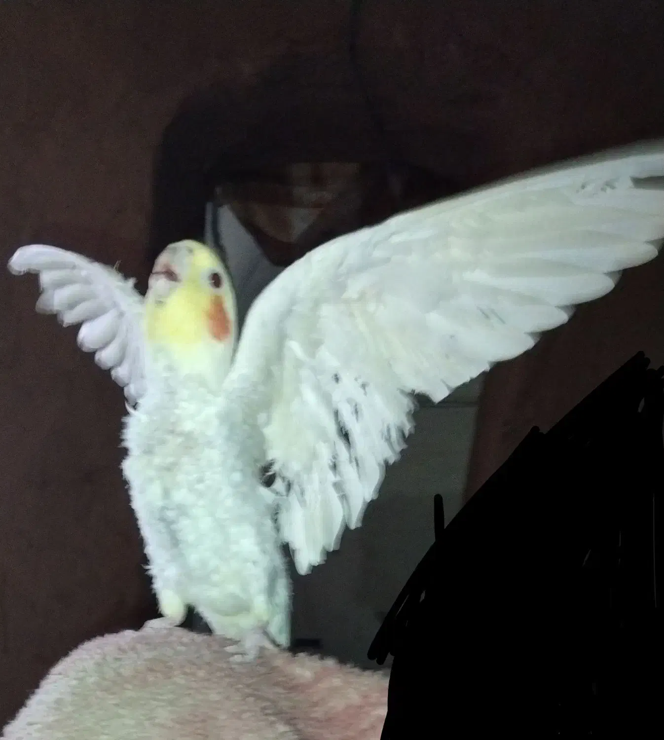 عروس هلندی نر معاوضه ای|پرنده|زابل, |دیوار