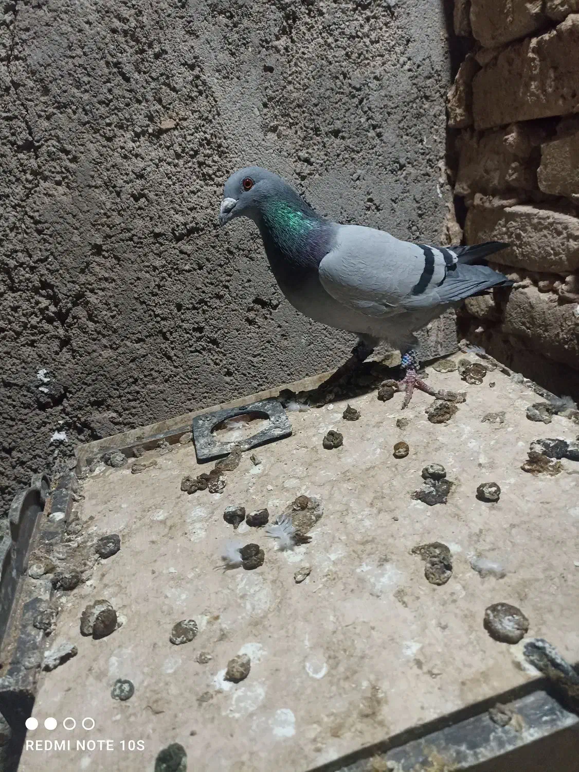 طوقی باسبز وجوجه ابلق فروشی|پرنده|رشتخوار, |دیوار