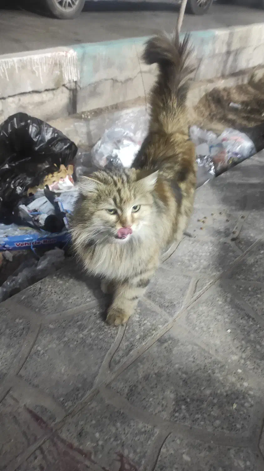 گربه گمشده|حیوانات|یزد, |دیوار