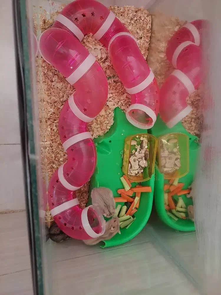 همستر0۰0|موش و خرگوش|مشکین‌دشت, |دیوار