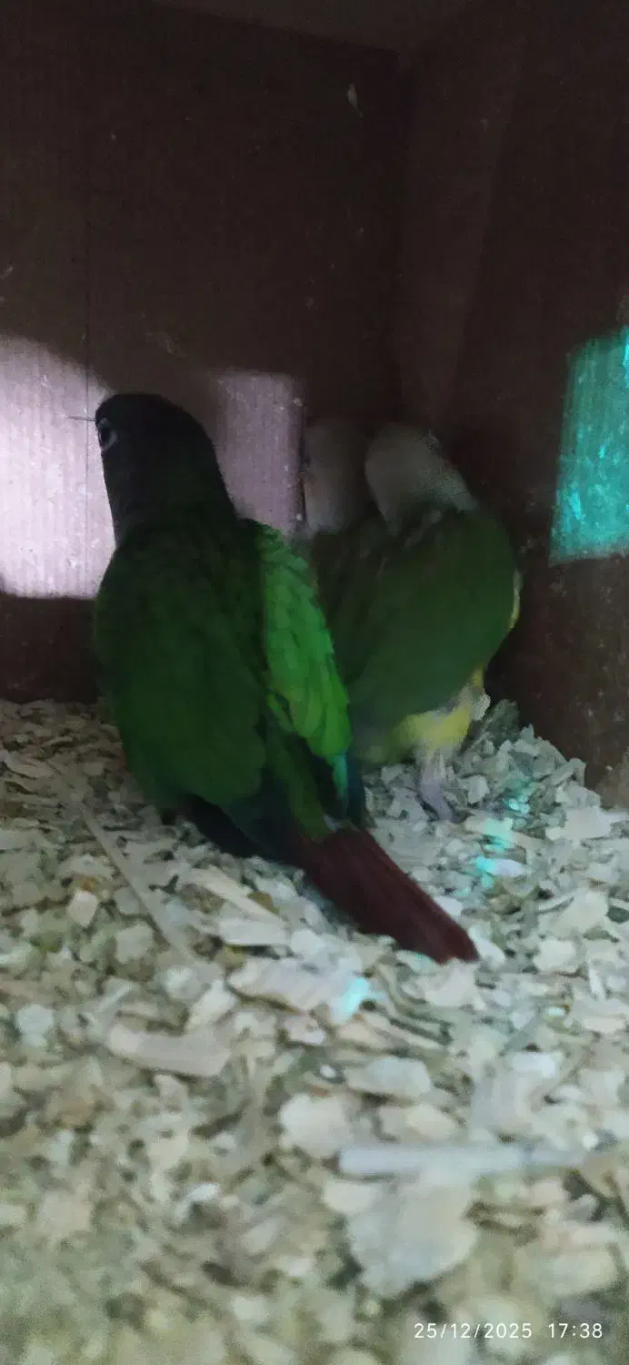 گرینچیک سرلاکی|پرنده|ساوه, |دیوار