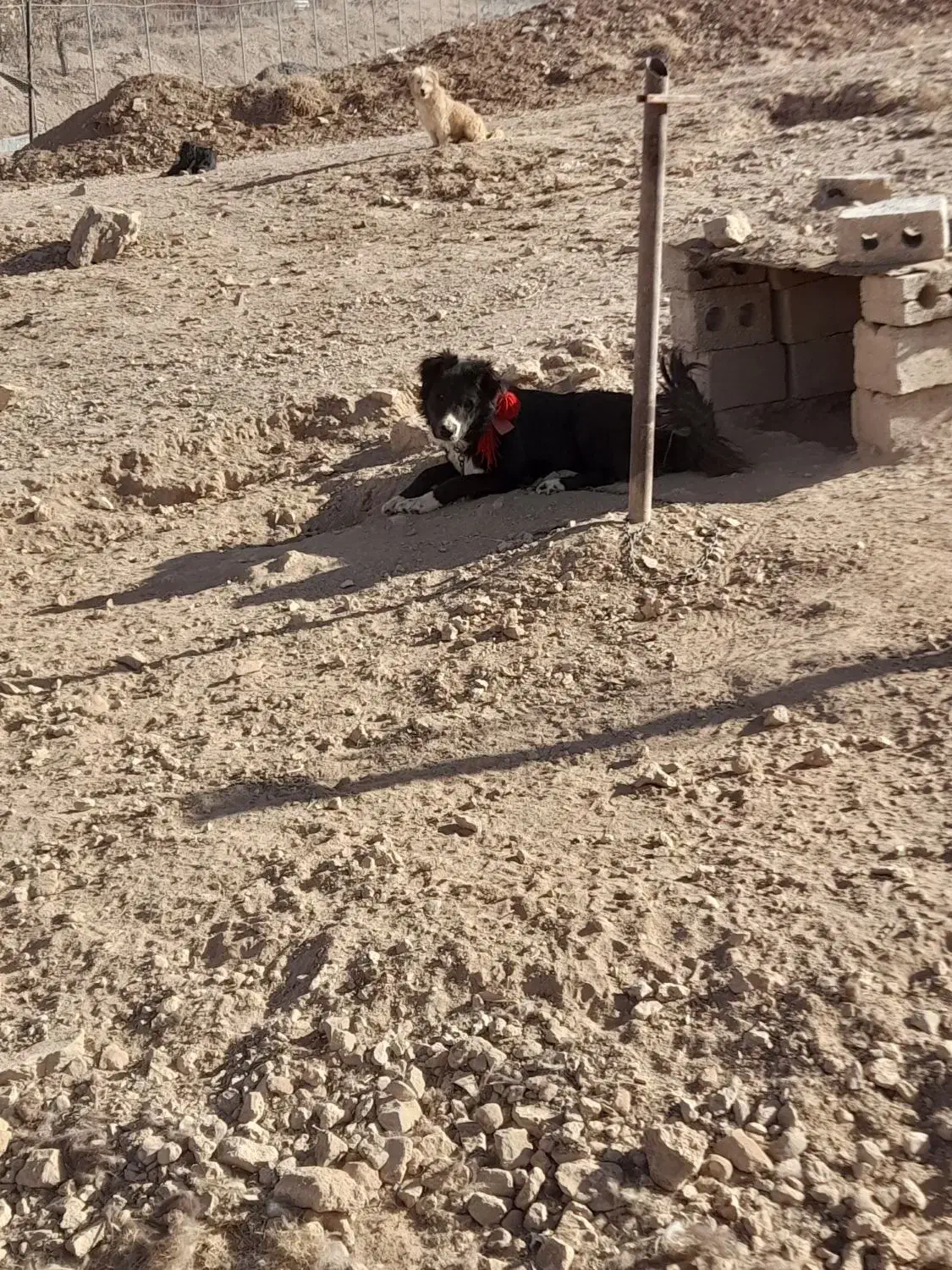 سگ  اصیل قدرجونی|سگ|عسگران, |دیوار