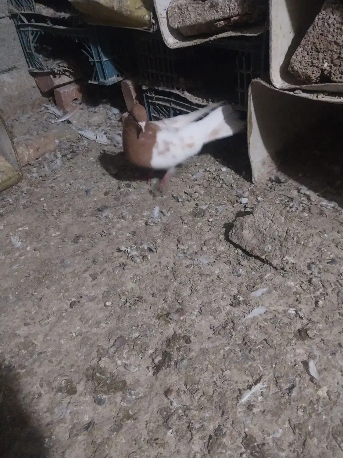 کبوتر جفت کله زرد ۱۱۰۰|پرنده|ایلخچی, |دیوار