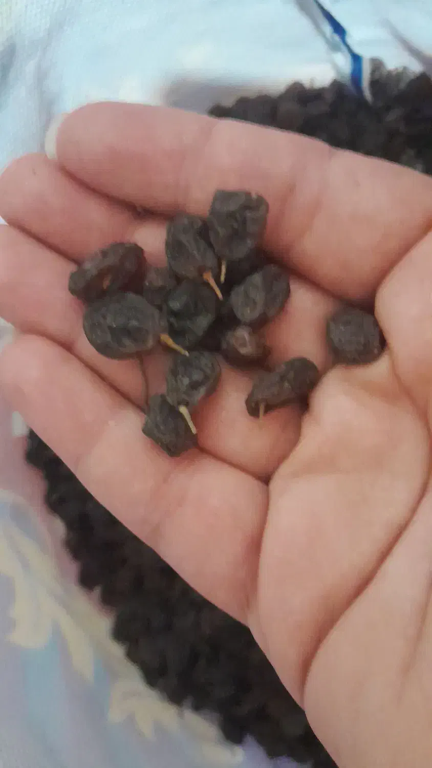 کشمش|خوردنی و آشامیدنی|بناب, |دیوار