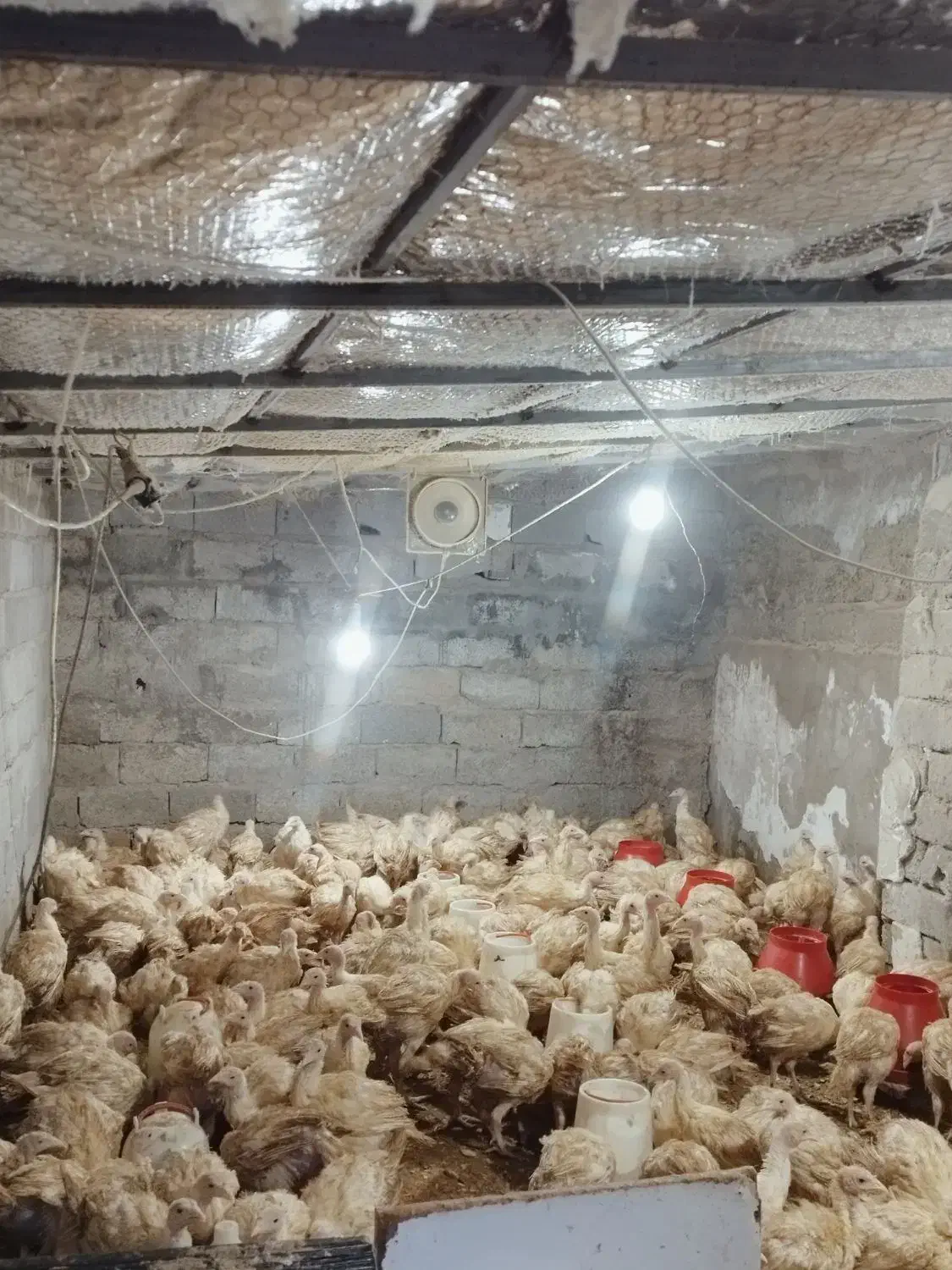 نیمچه بوقلمون گوشتی بیوتی|حیوانات مزرعه|قزوین, |دیوار