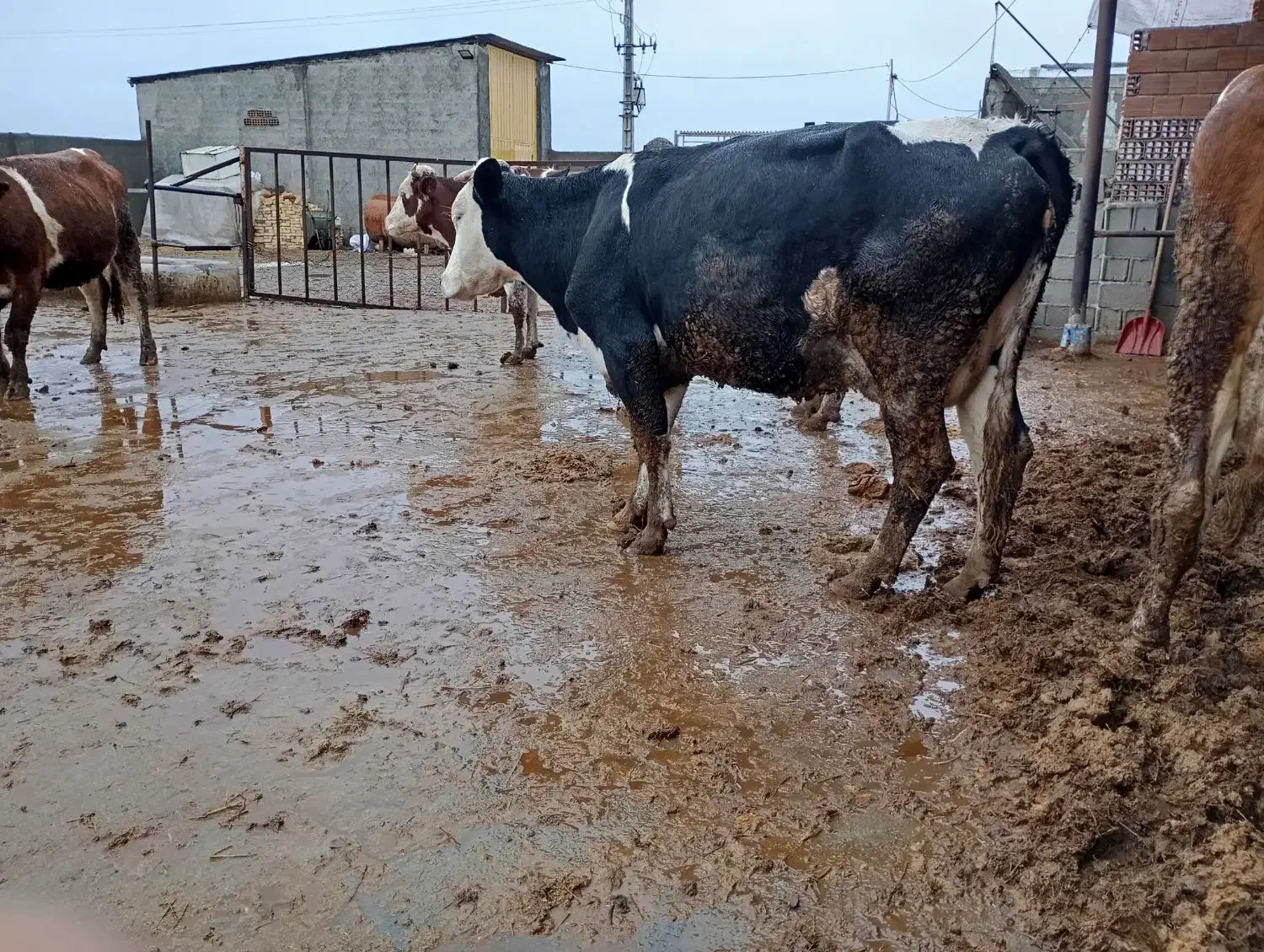 گاو شیری گوساله دار|حیوانات مزرعه|سیمین شهر, |دیوار