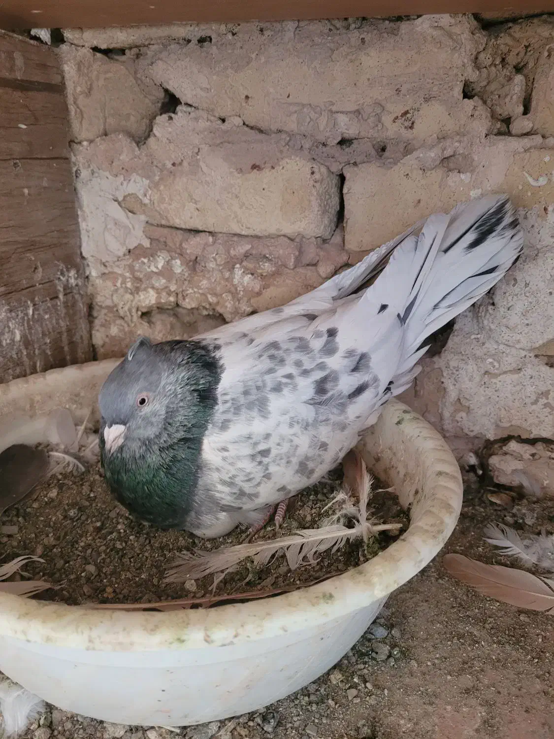 یک جفت کله سبز|پرنده|تربت‌حیدریه, حسنی بالا|دیوار