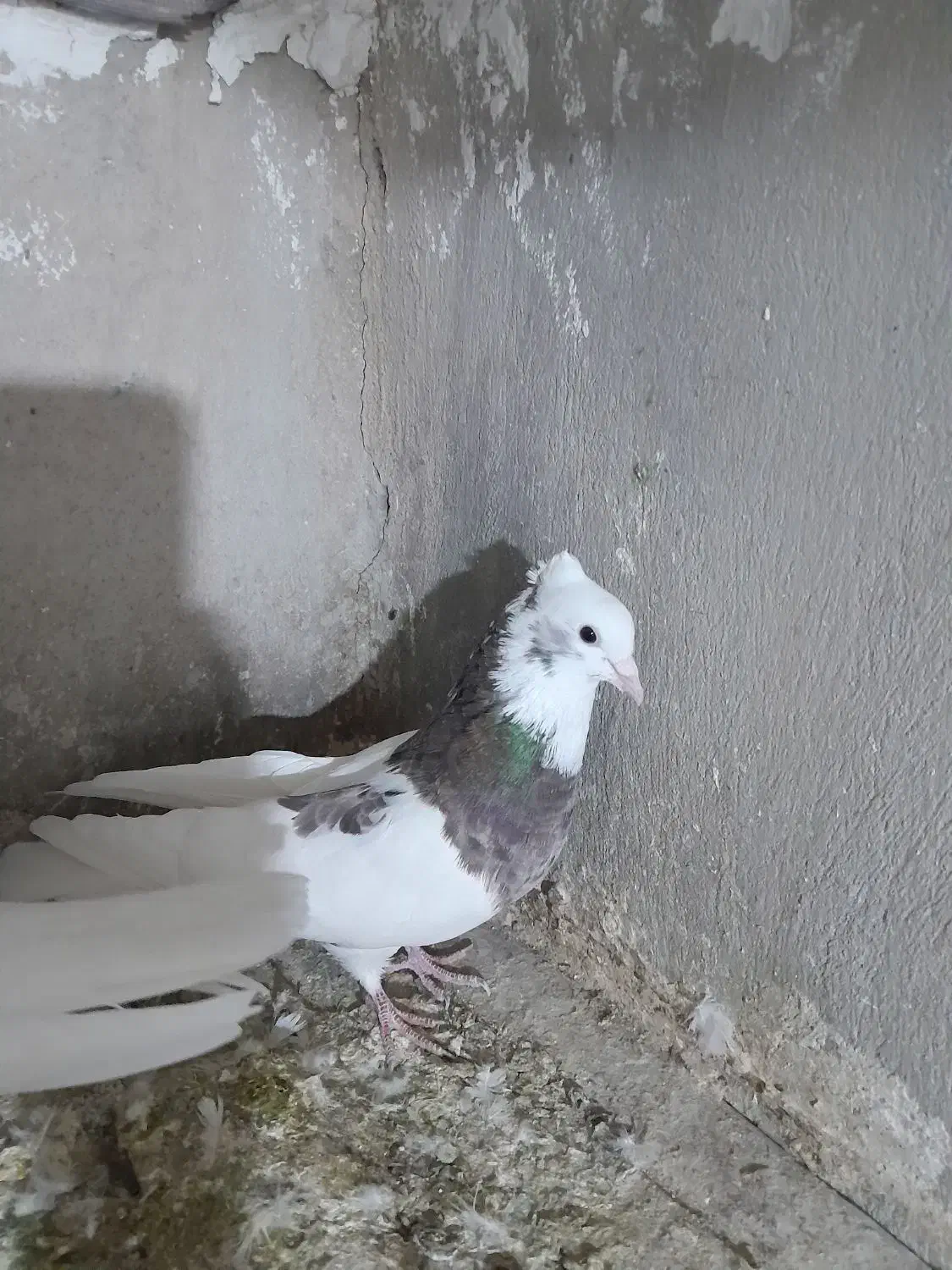 ۴ عدد طوقی نر درجه یک یک|پرنده|نورآباد, |دیوار