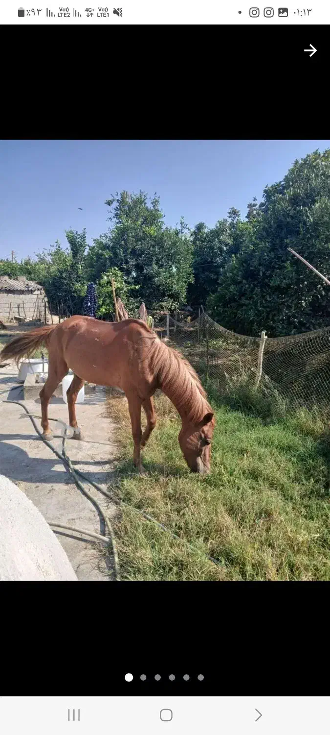 ۲ راس اسب یک مادیان ترکمن یک نریان هلشتاین|اسب و تجهیزات اسبسواری|ساری, |دیوار