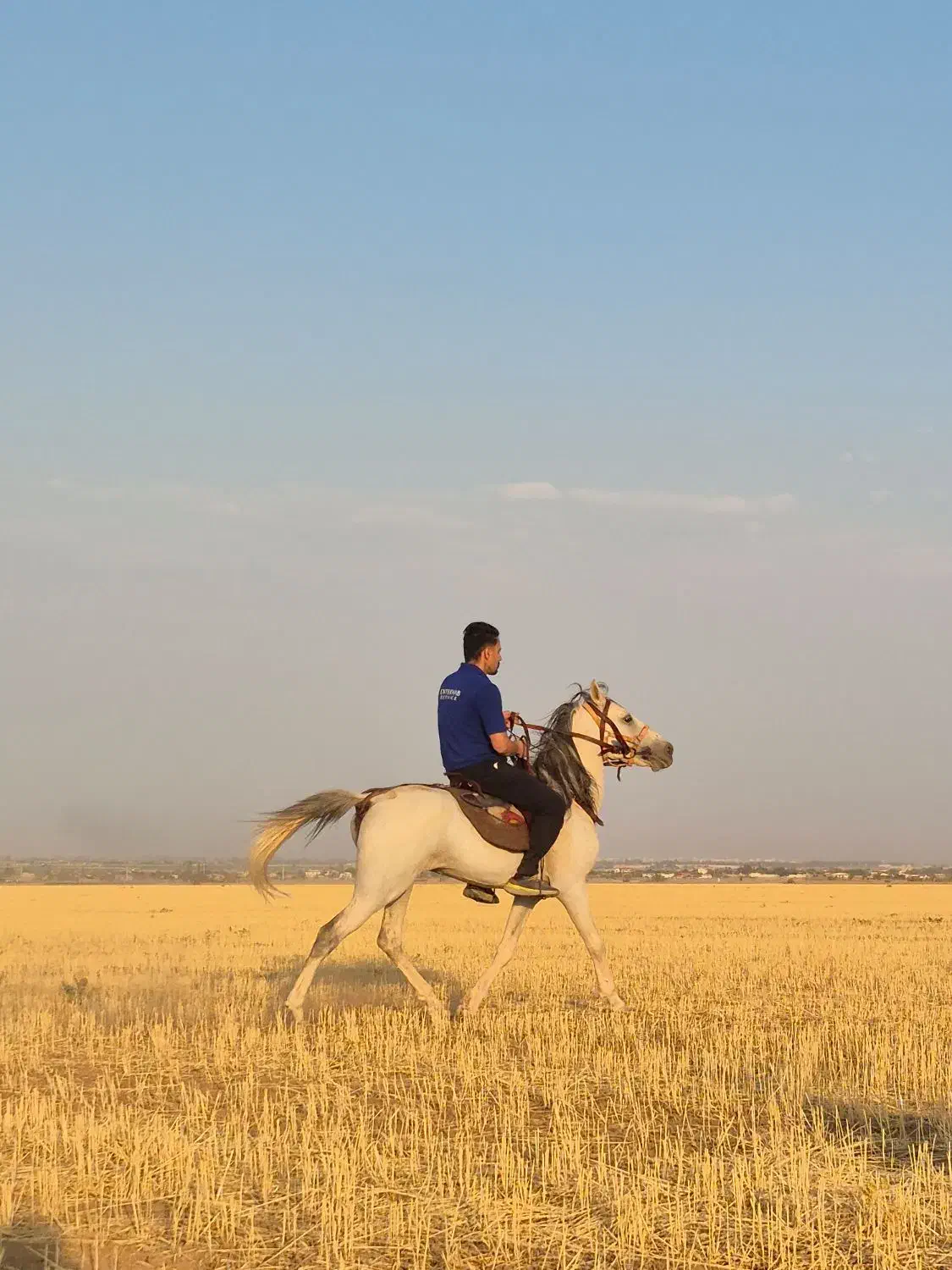 اسب کرد ۵ساله سواری..|اسب و تجهیزات اسبسواری|اراک, |دیوار