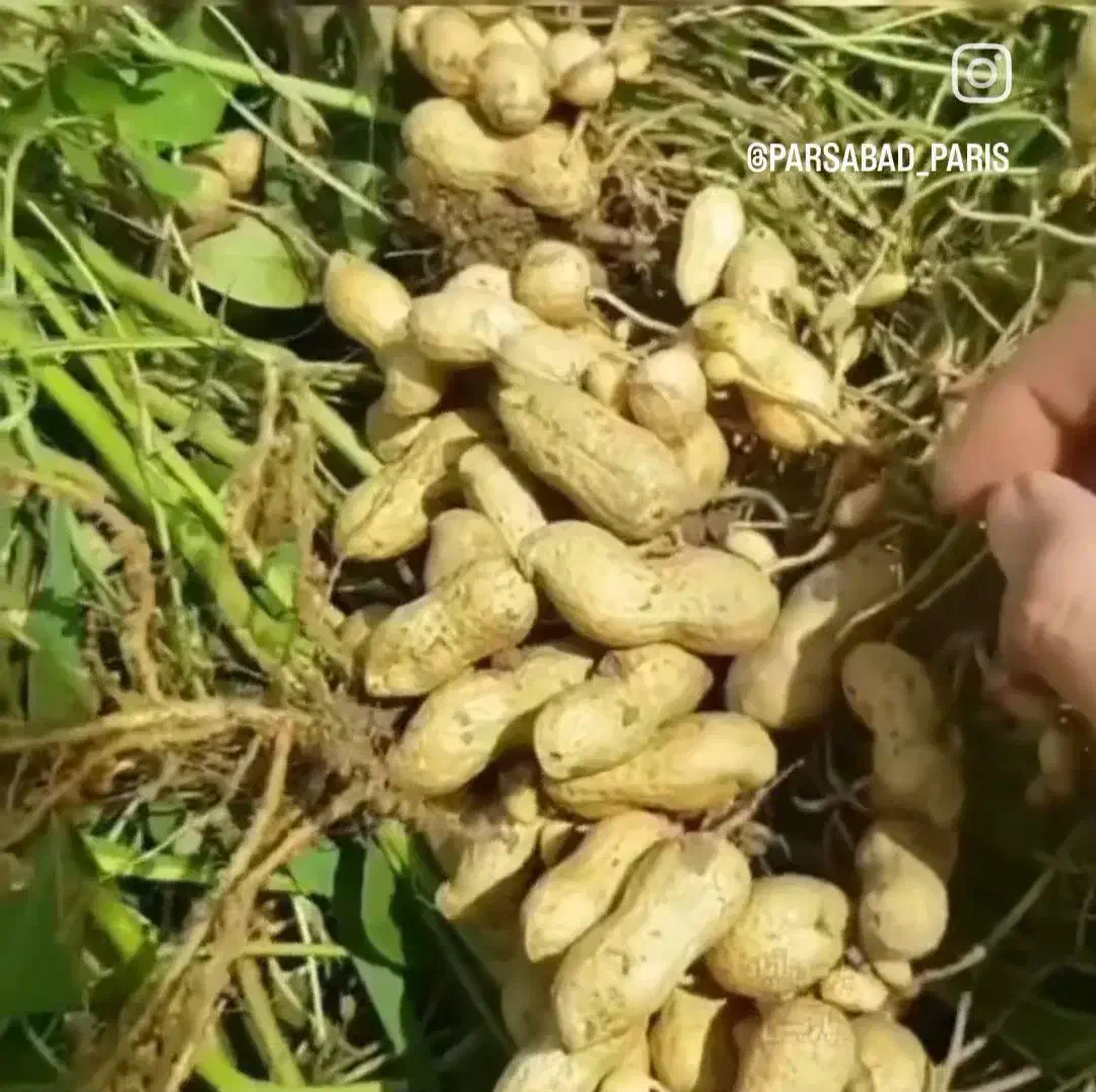بادام|خوردنی و آشامیدنی|تهران, زعفرانیه|دیوار