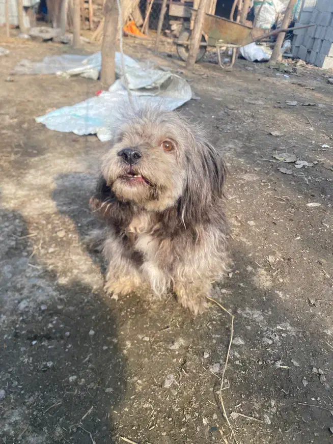 سگ پا کوتاه|سگ|گیلان غرب, |دیوار