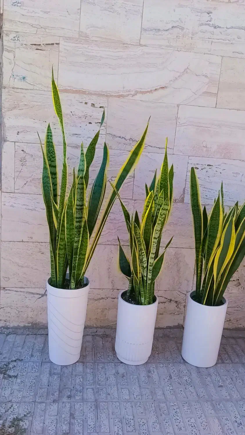 گل های آپارتمانی|گل و گیاه طبیعی|ملایر, |دیوار