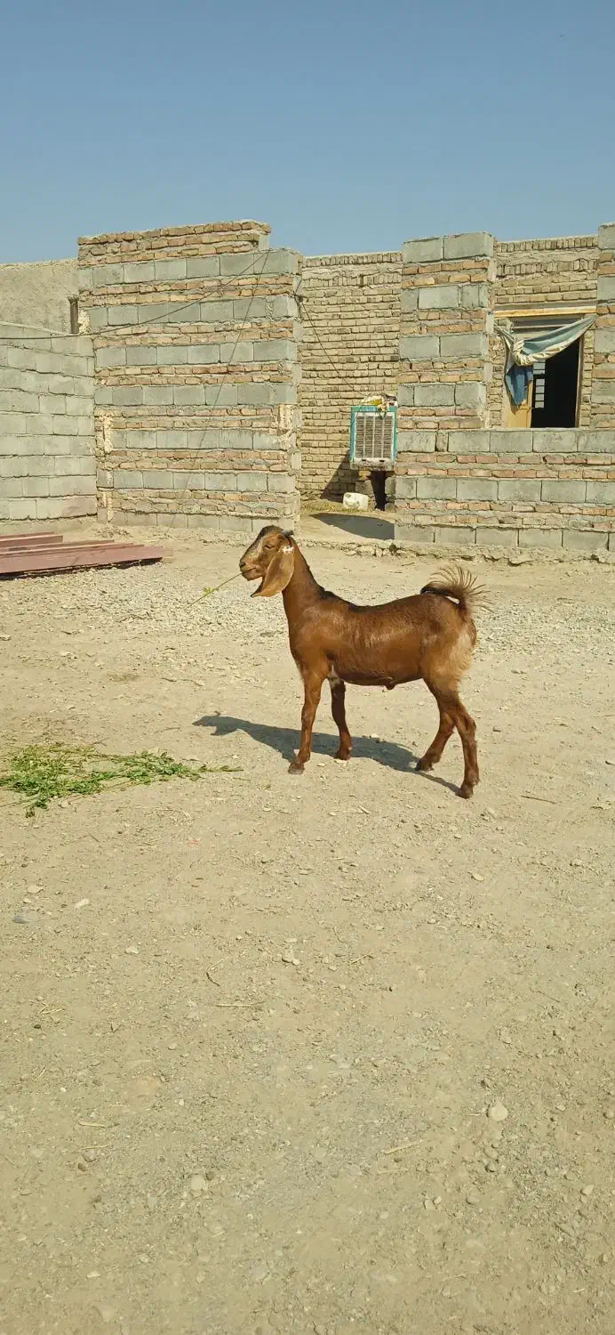 گواهینامه|اشیا|دامن, |دیوار