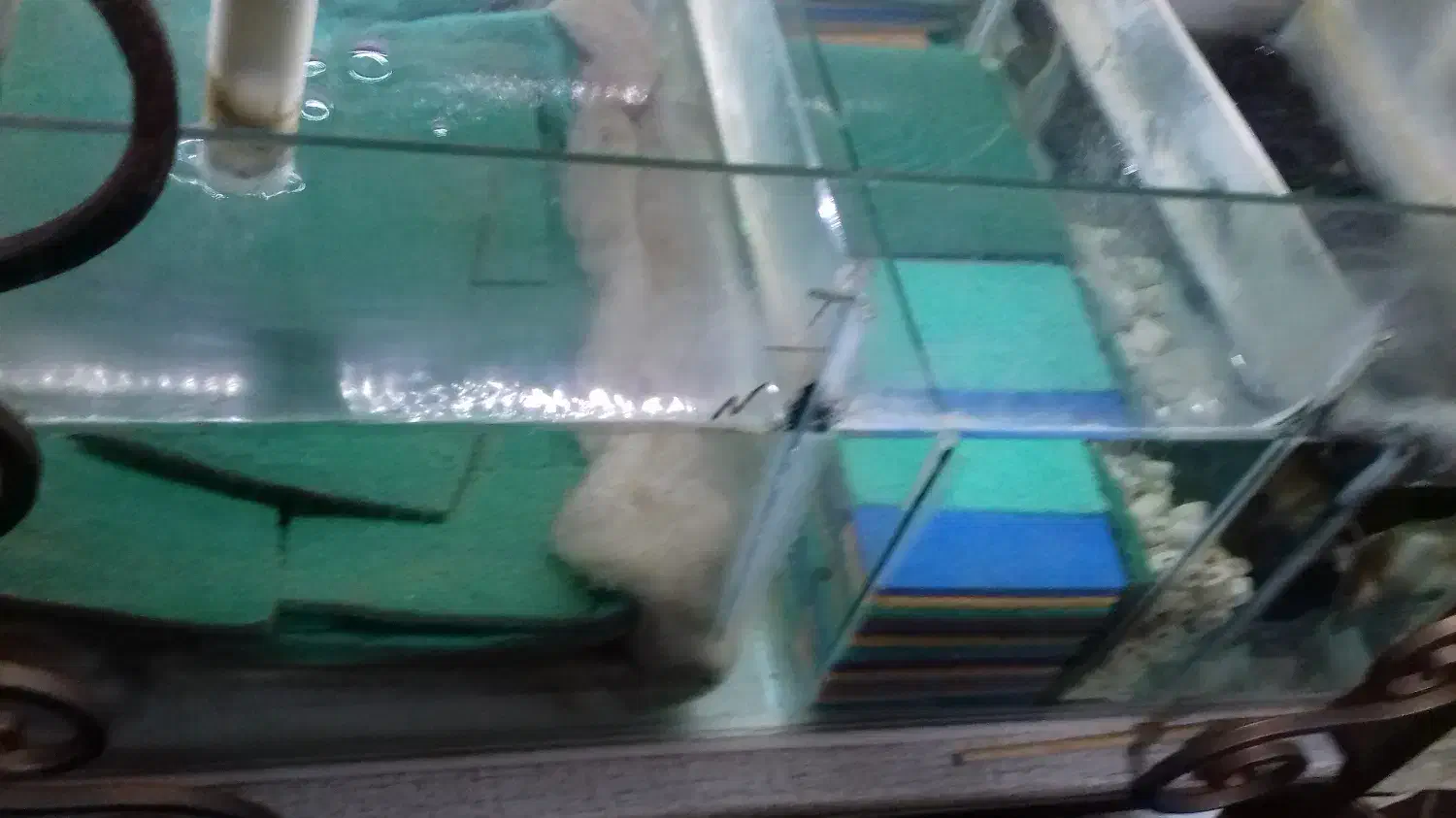 آکواریوم بزرگ|ماهی|رشت, حمیدیان|دیوار