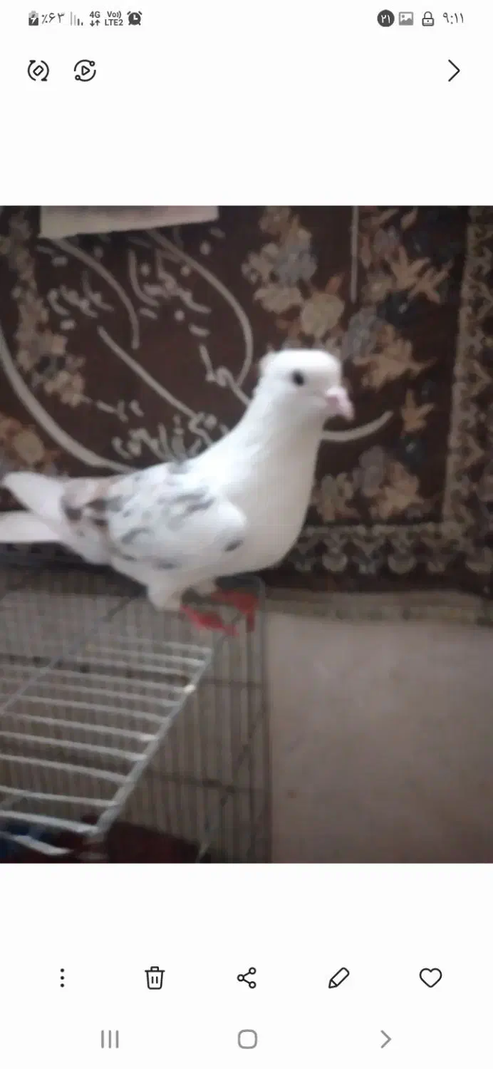 نره پلنگ|پرنده|بروجرد, |دیوار