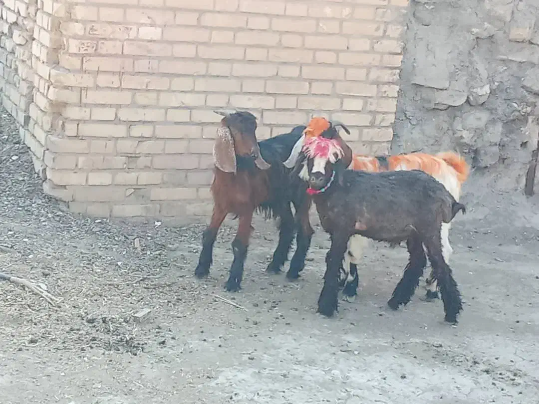 بره و بیگ نر.بیگ ماده|حیوانات مزرعه|مسجد سلیمان, |دیوار