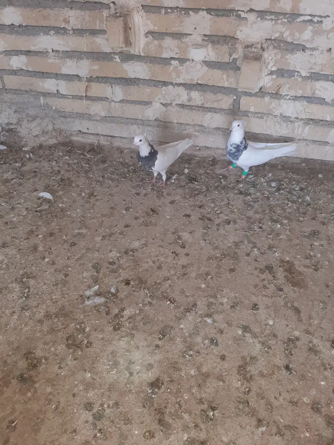 نرماده طوقی|پرنده|گتوند, |دیوار