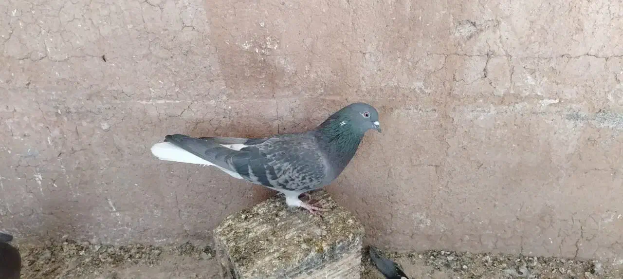 کبوتر تخت دم سفید|پرنده|نجفآباد, کشاورز|دیوار