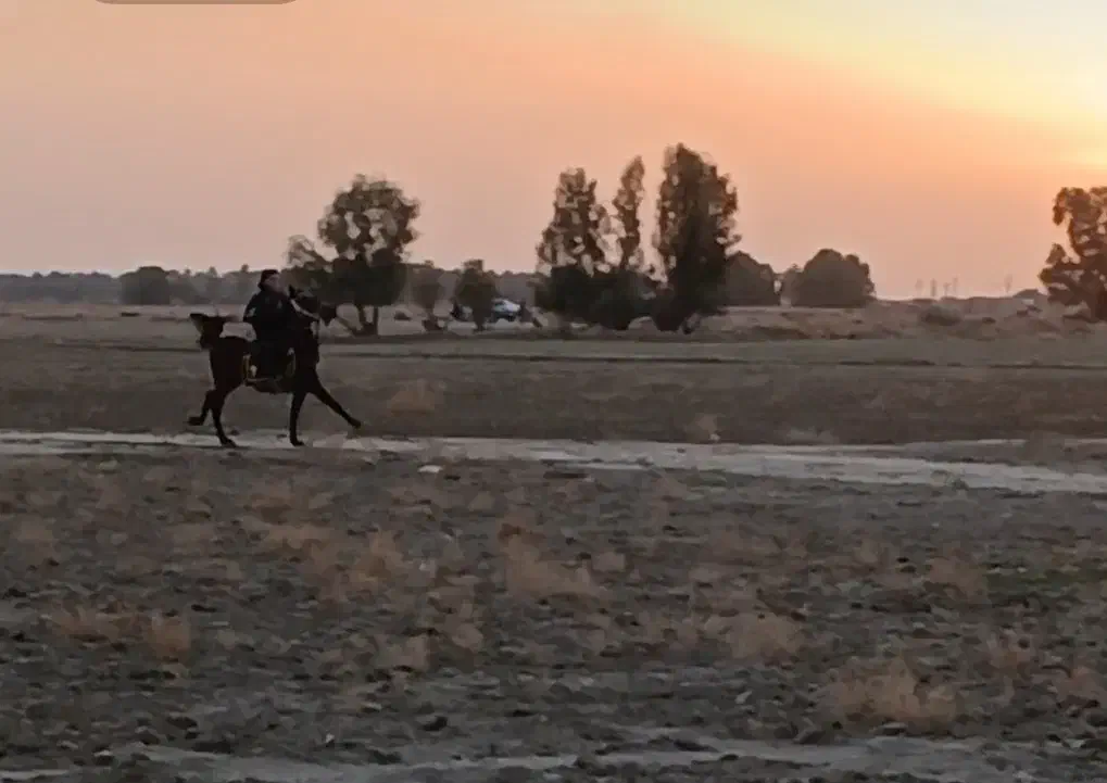 اسب|اسب و تجهیزات اسب‌سواری|اهرم, |دیوار