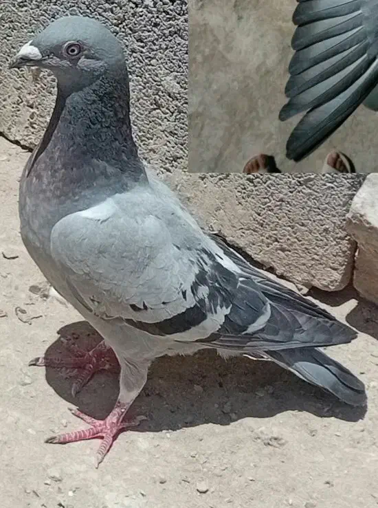 دوبر مسافتی|پرنده|تهران, مخصوص|دیوار