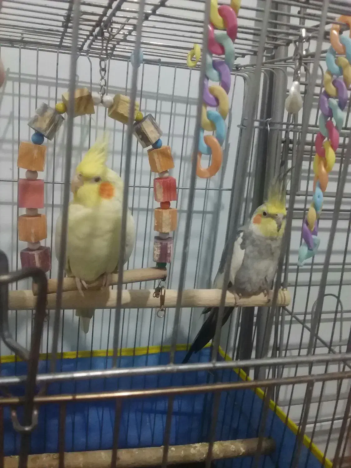 طوطی معاوضه با گوشی|پرنده|الوند, |دیوار