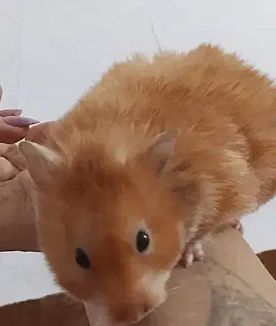 فروش همستر کمپل|موش و خرگوش|علی‌آباد کتول, |دیوار