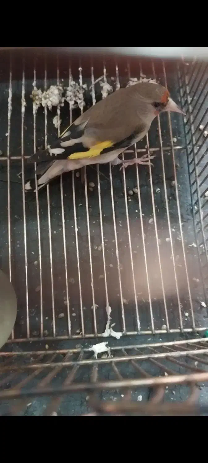 سهره کرمونی|پرنده|شیراز, کوشک میدان|دیوار