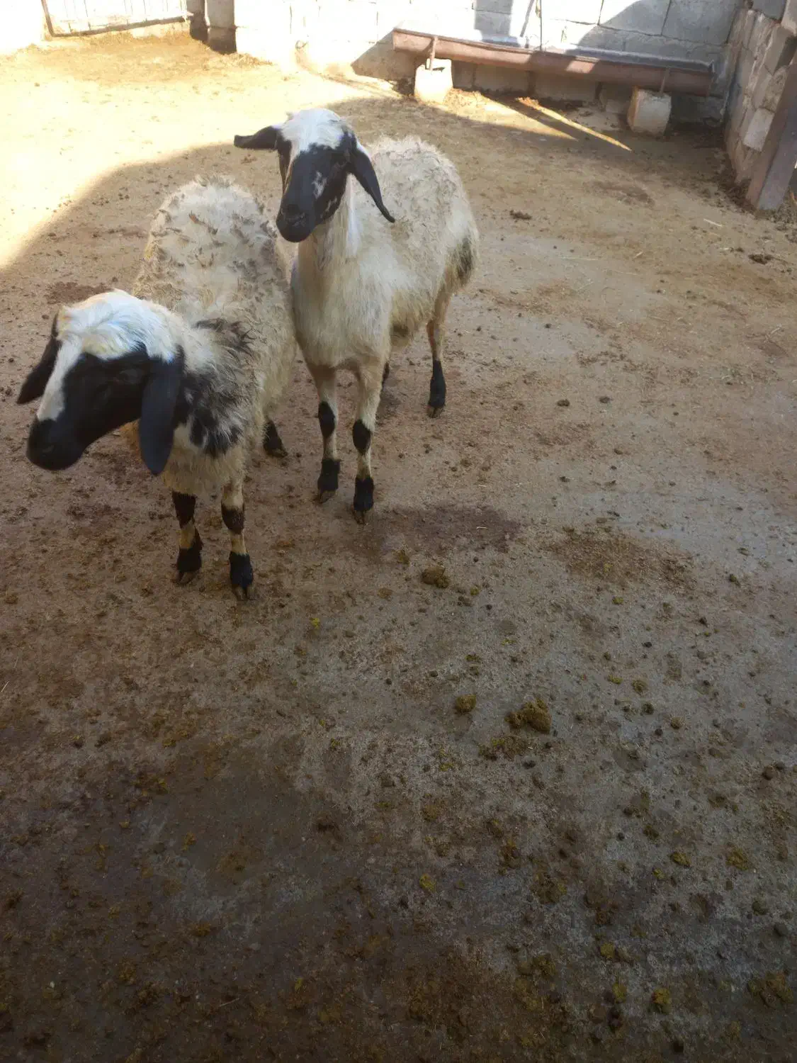 بره ماده|حیوانات مزرعه|شاهین دژ, |دیوار