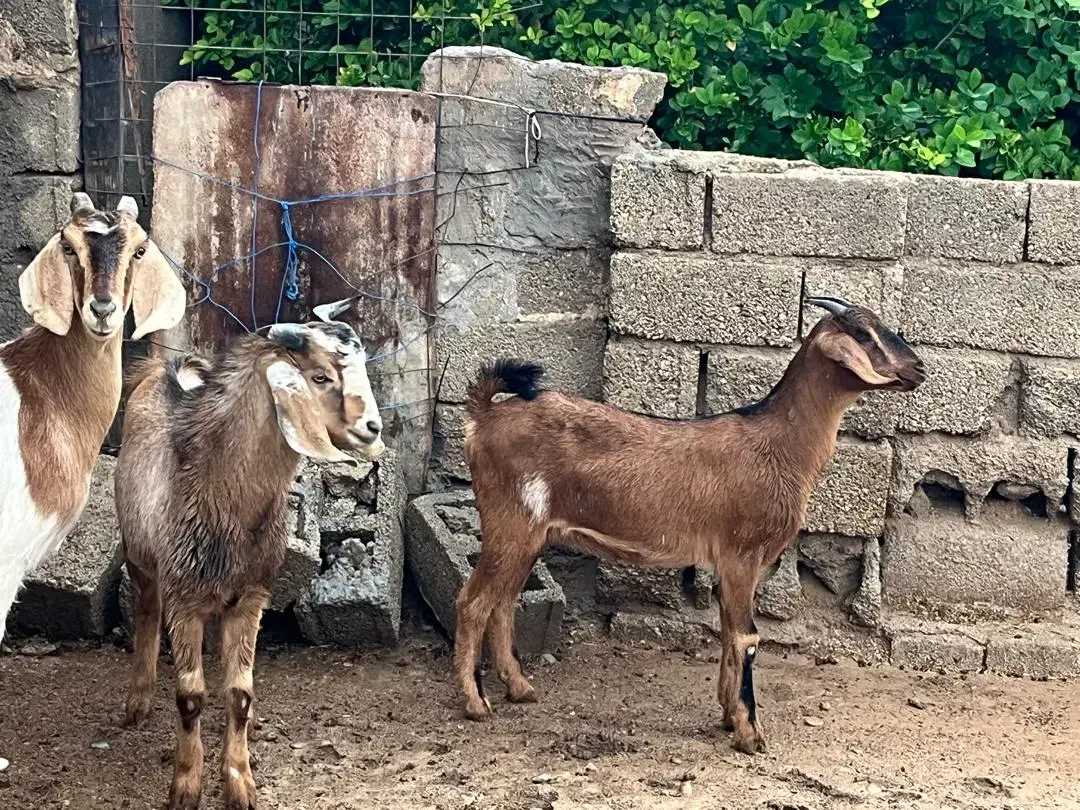 فروش ۴بز صالح و تیشتر پلنگی پاکستایل اصل|حیوانات مزرعه|بهبهان, |دیوار