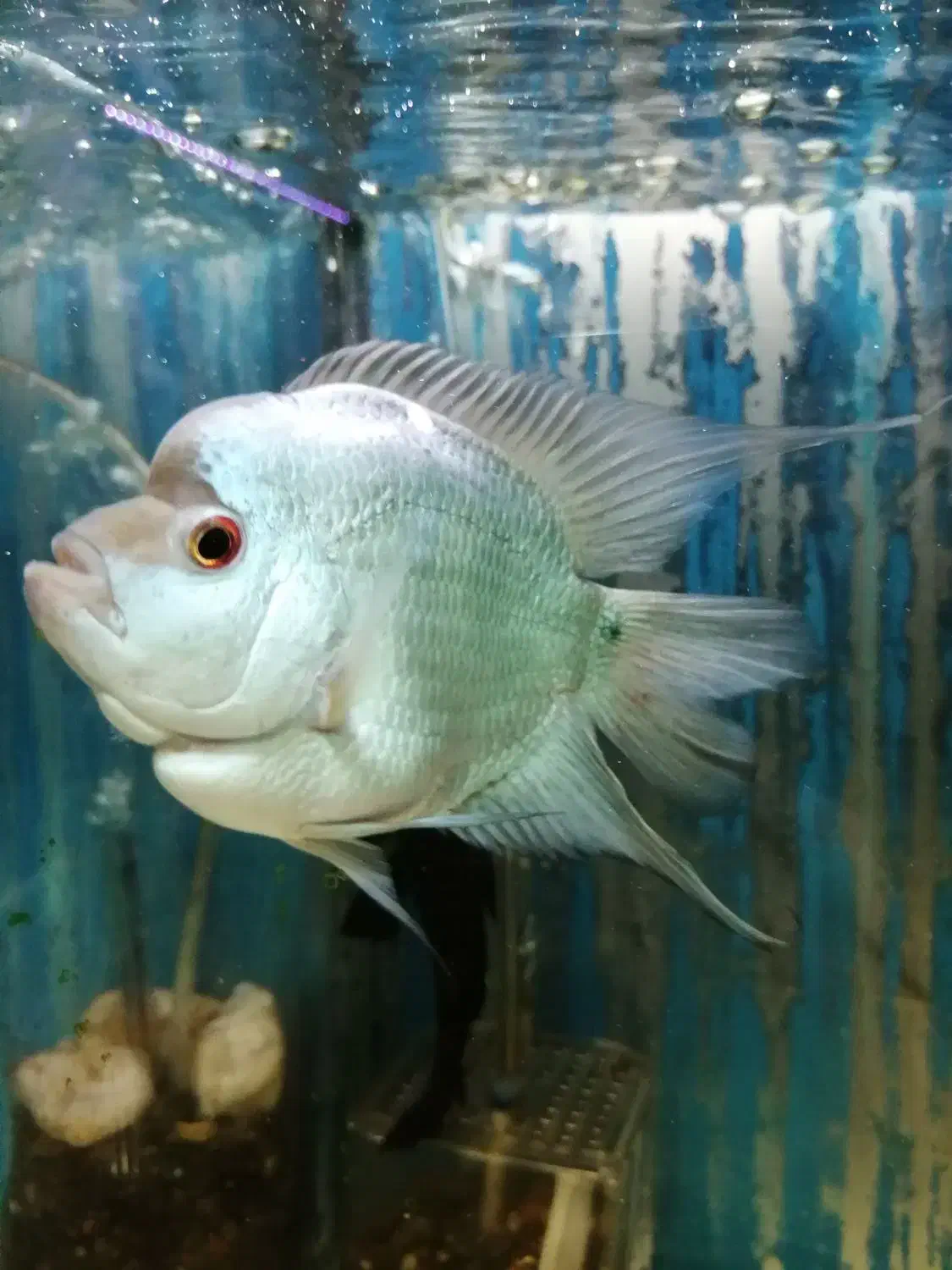 ماهی فلاور|ماهی|قزوین, |دیوار