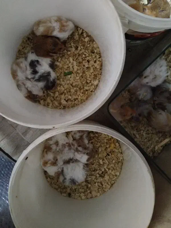 سلام همستر نر و ماده دارم قیمت فقط 120تومن دونی|موش و خرگوش|بوشهر, |دیوار