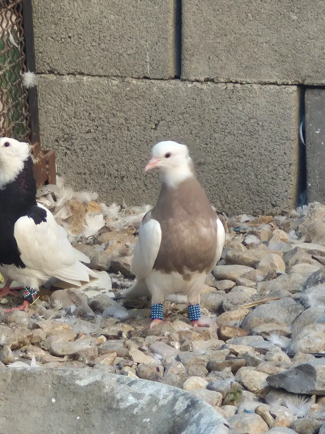 طوقی کبوتر|پرنده|لردگان, |دیوار