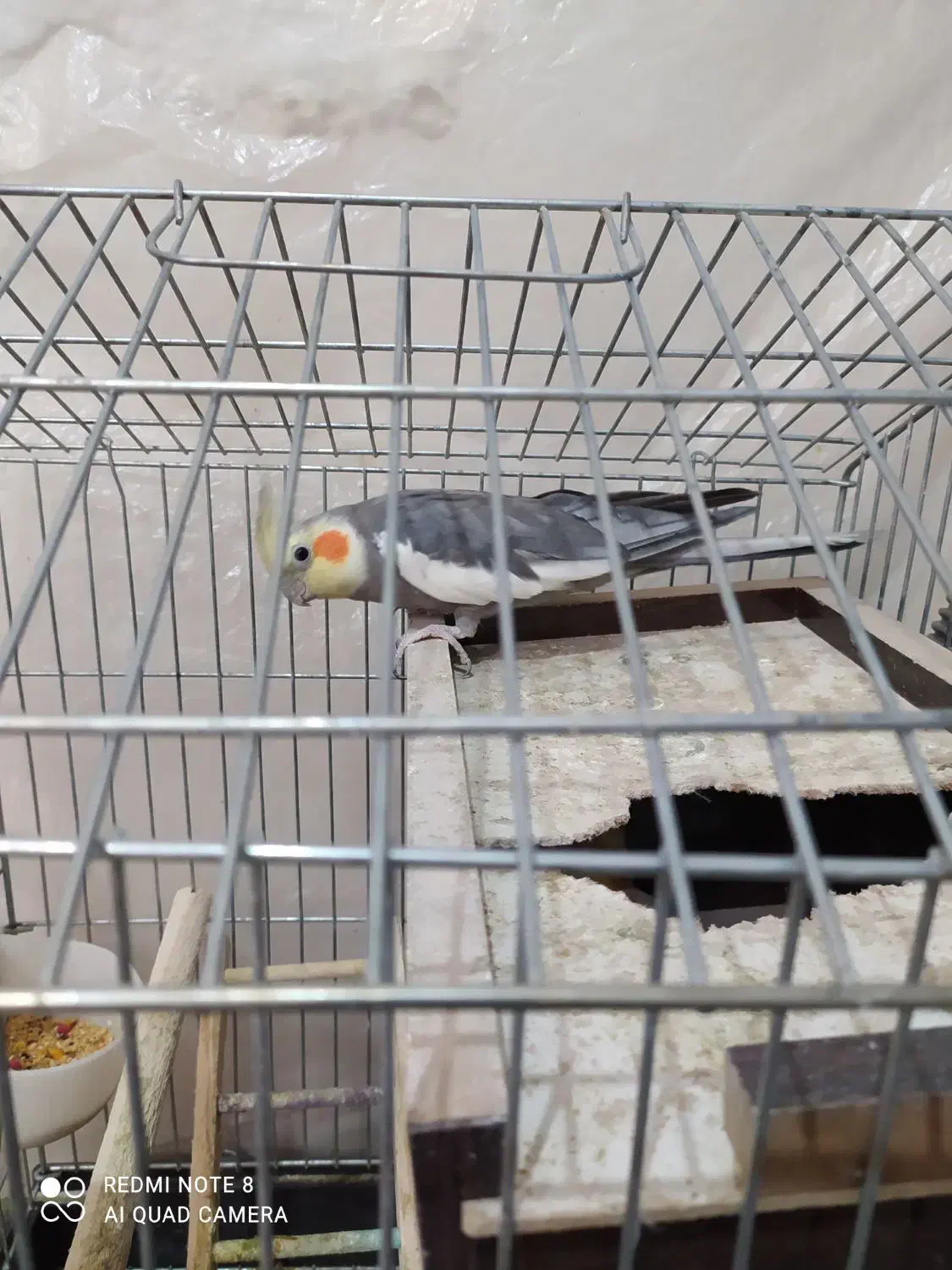 یک جفت عروسی هلندی نروماده|پرنده|سبزوار, شرق کال شمالی|دیوار