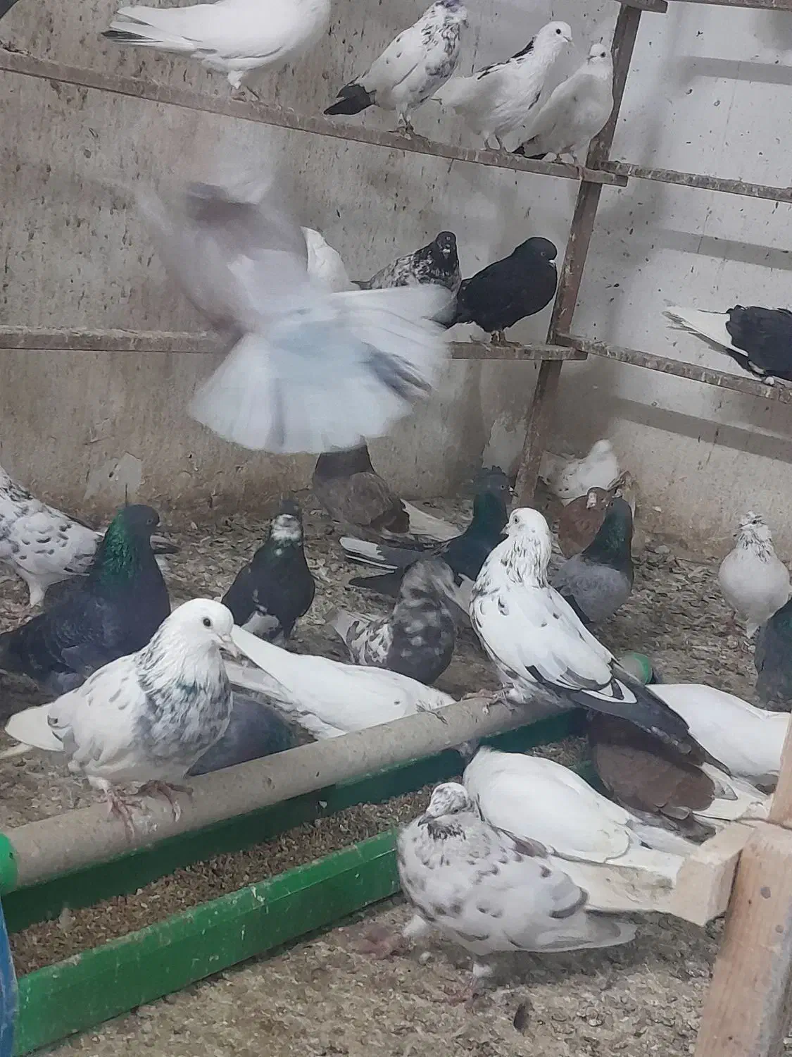 200کبوترپرشی وجوجه کشی|پرنده|قائم‌شهر, |دیوار