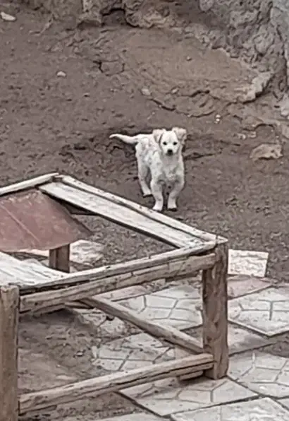 سگ پاکوتاه|سگ|محمدیه-قزوین, |دیوار