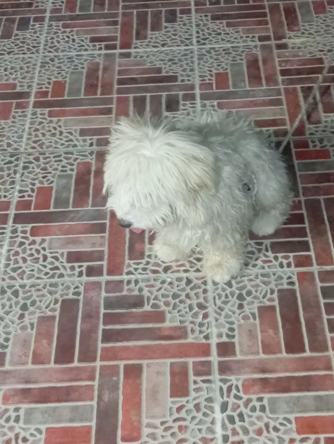 سگ شیتوز|سگ|شیراز, زرهی|دیوار